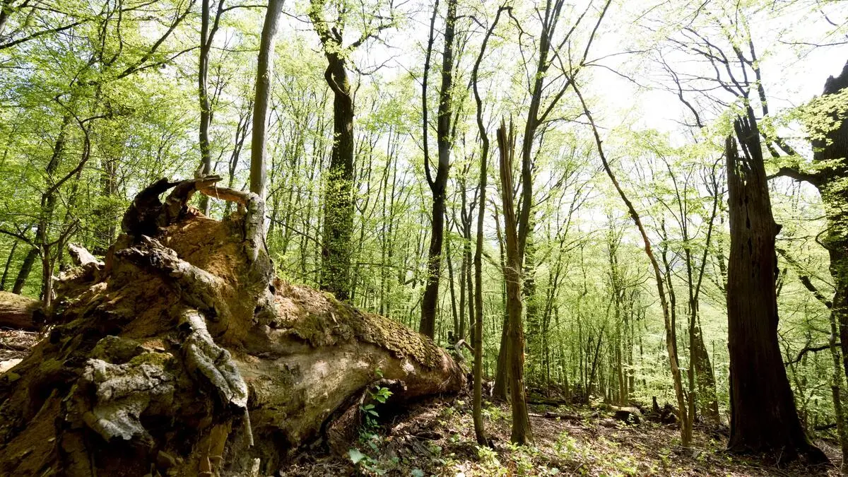 Government embroiled in budget dispute over the future of the forest