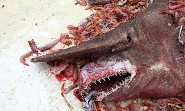 Krabbenfischer ging seltener Koboldhai ins Netz