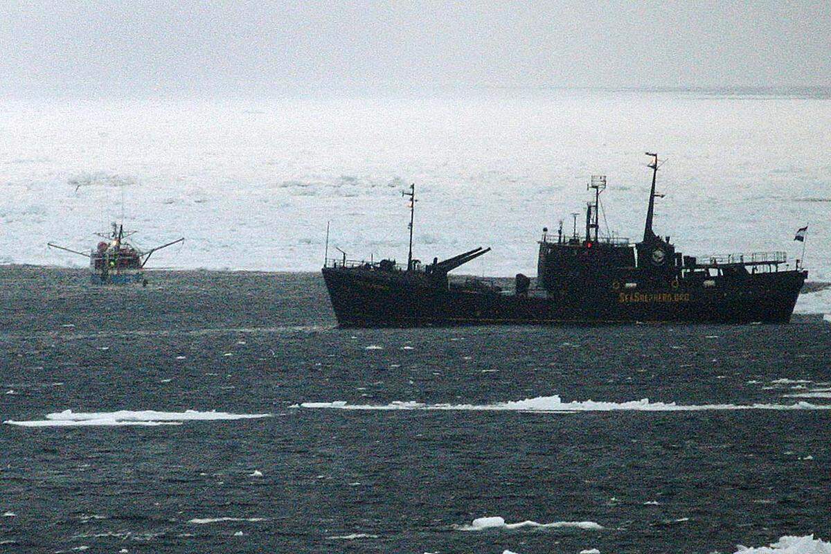 Ebenfalls im März 2008 verfolgte das zweite Schiff von Sea Shepherd, die "Farley Mowat", Robbenjäger in Kanada ...