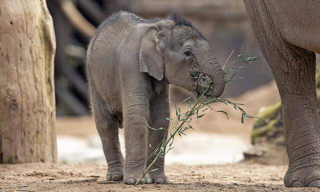 Baby elephant at Chester zoo Riva Hi Way, a baby Asian elephant calf born last month at Chester Zoo, makes her public de