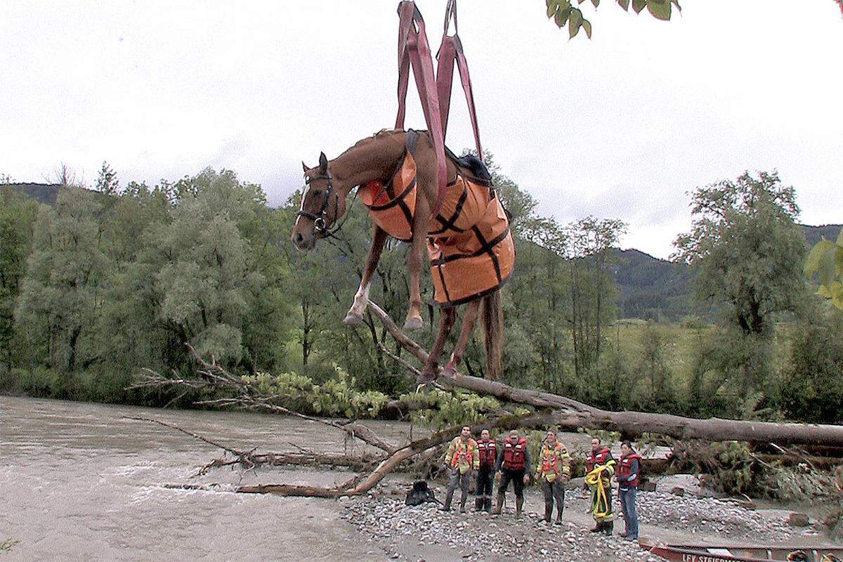 Rettungskräfte kümmerten sich nicht nur um Menschen: Hier sieht man Kräfte der Feuerwehren Aich, Assach und Schladming bei der Rettung eines durchgegangenen Pferdes aus der hochwasserführenden Enns.