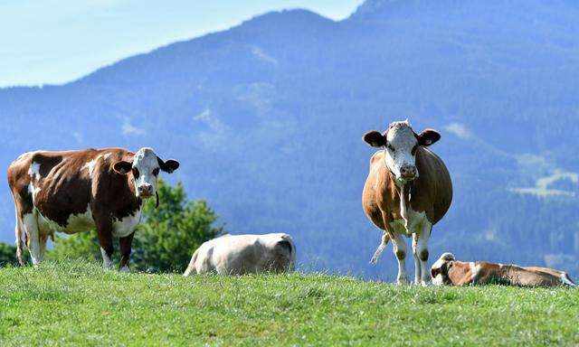 Symbolbild: Kühe auf der Alm.