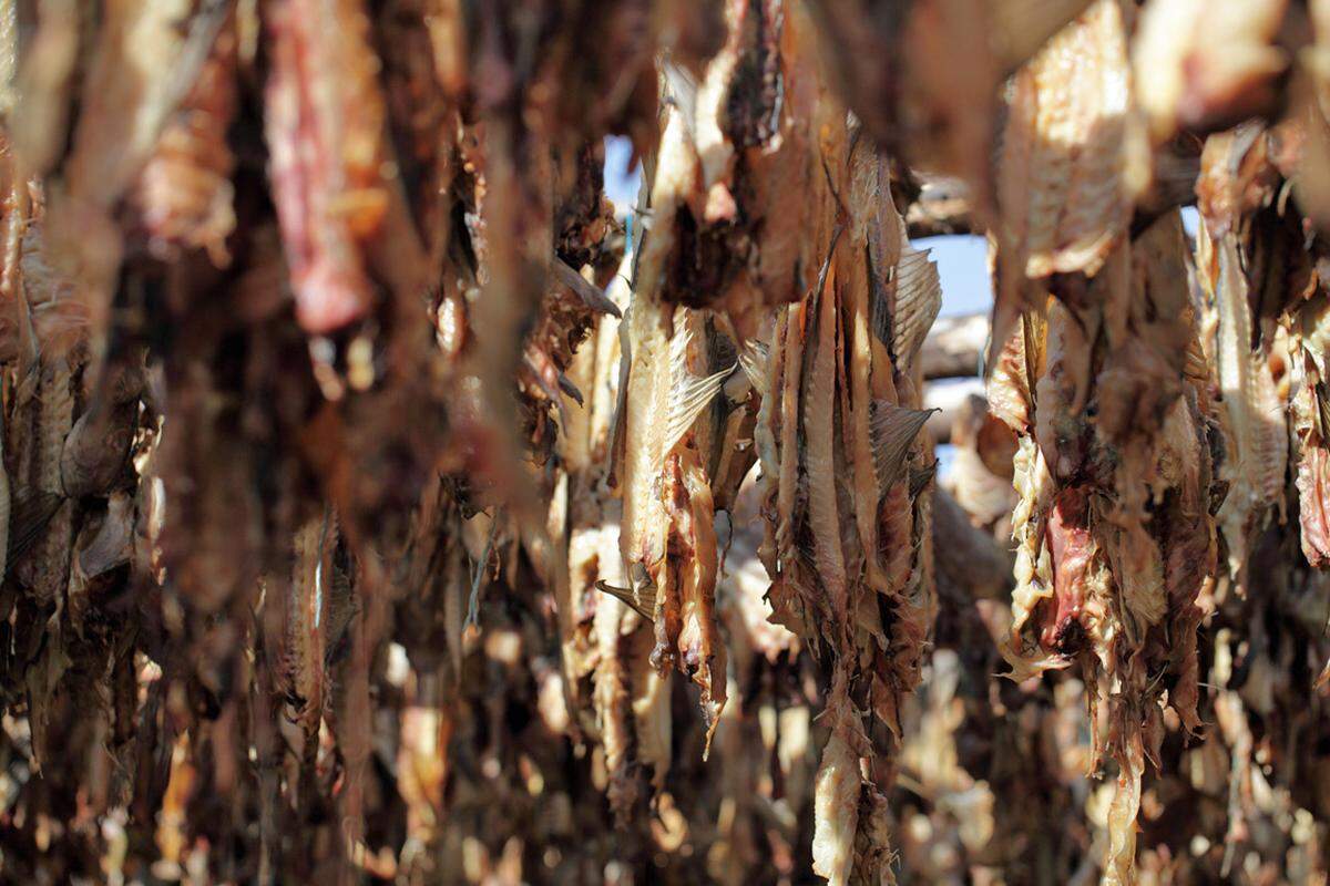 Aufgrund des rauen Klimas verwertet die isländische Küche traditionell alles Essbare. Ein paar Delikatessen im Schnelldurchlauf: gekochte Schafsköpfe (svið), fermentierter Hai (hákarl), in Molke eingelegte Hammelhoden (súrsaðir hrútspungar). Weniger Mut braucht man für isländischen Stockfisch. Das Odeur seiner Entstehung wirkt aber nahezu bewusstseinserweiternd - man sollte schauen, dass man weiterkommt, bevor das Delirium einsetzt.