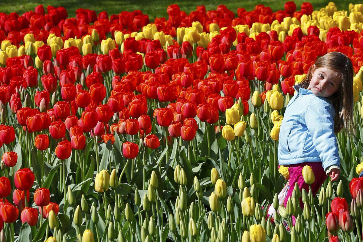Der Frühlingspark Keukenhof liegt in der Nähe des südholländischen Örtchens Lisse und ist seit sechzig Jahren eine der größten niederländischen Attraktionen für Blumenfreunde. Keukenhof ist der größte Blumenzwiebelgarten der Welt. Rund sieben Millionen Blumenzwiebeln werden hier jedes Jahr mit der Hand angepflanzt. Der Park ist heuer bis zum 16. Mai geöffnet.