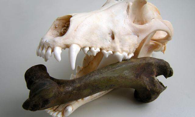 Hunde waren in der Bronzezeit richtig groß: Das belegen Bissspuren an Schweineknochen (hier im Maul).
