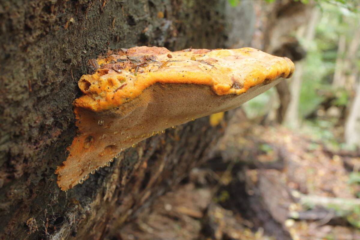 ... und der Safrangelbe Weichporling zum "Pilz des Jahres" ernannt. Noch ausständig ist die Kür des "Baum des Jahres" durch das Kuratorium Wald und das Landwirtschaftsministerium.