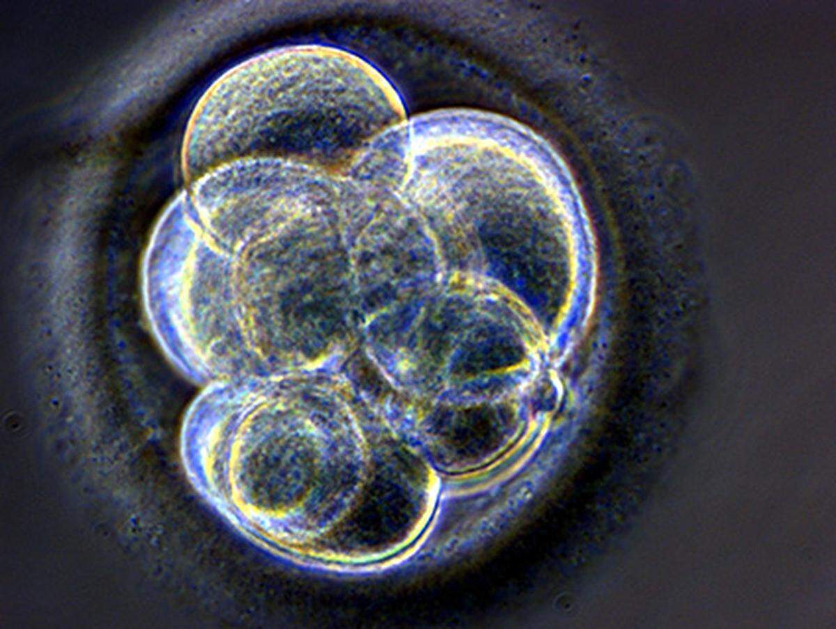 Biotechniker bezeichnen als Klonen die Produktion genetisch identischer Lebewesen mit biotechnischen Methoden. Dabei wird eine Eizelle entkernt und stattdessen das Erbmaterial einer Körperzelle eingesetzt. Aus dieser zusammengesetzten Zelle entsteht in einigen wenigen, besonders günstigen Fällen ein Embryo. Er kann einer Leihmutter eingepflanzt werden und zu einem vollständigen Tier heranwachsen. Das Schaf Dolly ist das berühmteste Beispiel.