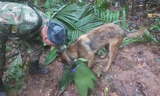 A soldier and a dog take part in a search operation for child survivors from a Cessna 206 plane that had crashed in the jungle more than two weeks ago, in Caqueta