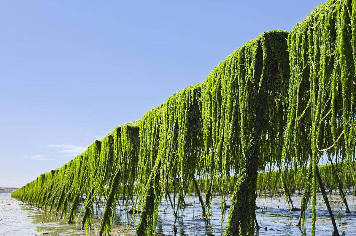 Sogar Algen werden inzwischen zu Stoffen verarbeitet. "Seacell" heißt die Faser, die als besonders hautfreundlich gilt, weil die gesunden Inhaltsstoffe der Algen an den Körper abgegeben werden. Auch färben soll mit Algen möglich sein.