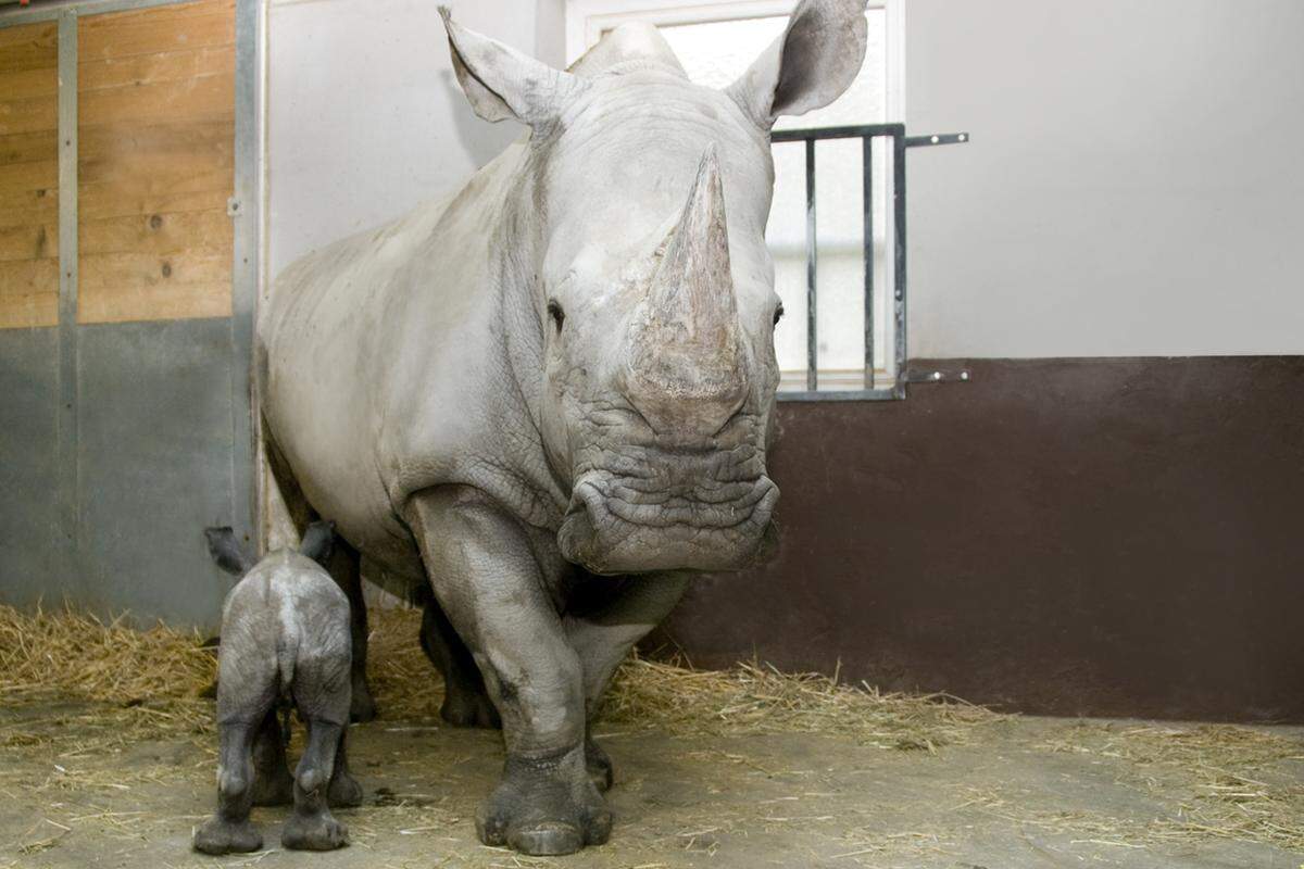 Noch etwas tollpatschig, aber umso neugieriger und vor allem mittlerweile sehr kräftig trottet Nala durch den Nashornstall. Die Geburt verlief zwar rasch, aber die Kleine war ausgesprochen schwach und schaffte es nicht, selber aufzustehen und gehen zu lernen. Ihr war es so auch nicht möglich, an Nikis Euter mit der stärkenden Milch zu gelangen.