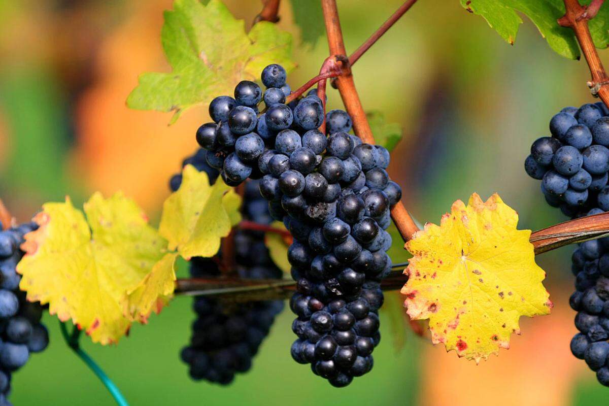 Resveratrol wird auch als "Jungbrunnen" bezeichnet und wirkt antioxidativ. Es ist in Weintrauben, Himbeeren, Maulbeeren, Pflaumen, Erdnüssen und im Japanischen Staudenknöterich enthalten.