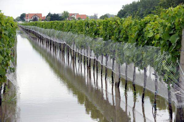 Die Schäden für die Landwirtschaft werden in einer ersten Schätzung der Österreichischen Hagelversicherung mit etwa 500.000 Euro beziffert.Bild: Ein Weingarten in Podersdorf