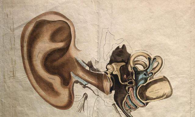 Symbolbild: Struktur des Ohres