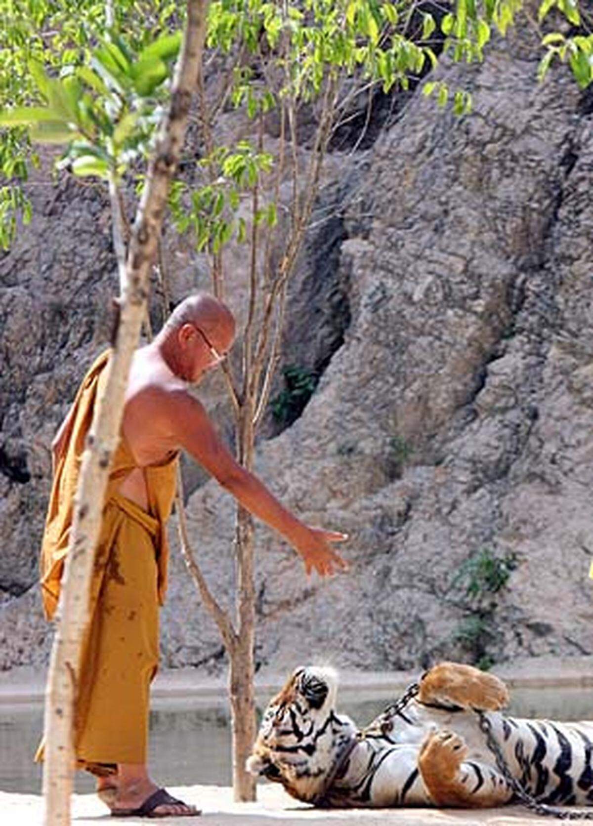 Der Trick, warum die Besucher die Tiger später streicheln können, ohne zerfleischt zu werden, ist einfach, sagt der Klostervorsteher Chan.