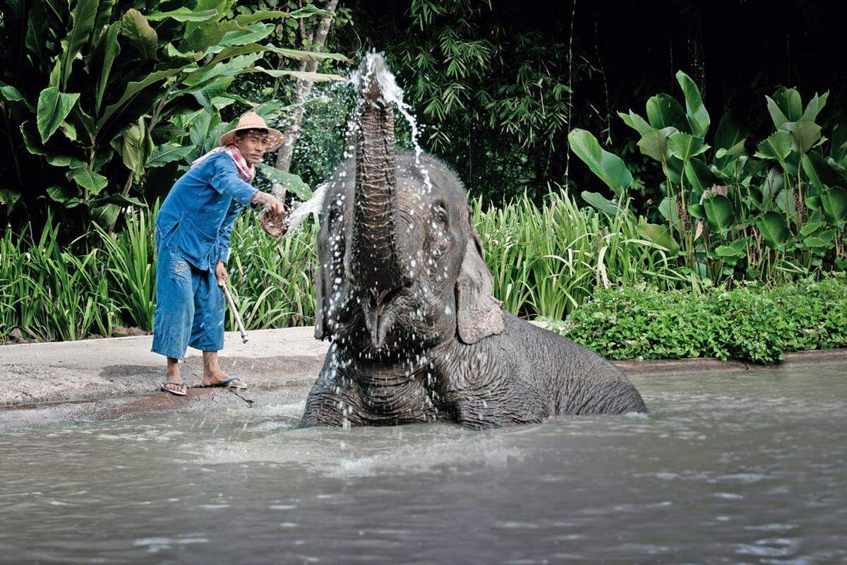 Jumbo-Badewanne. Für die Dickhäuter das größte Vergnügen nach dem Spiel.