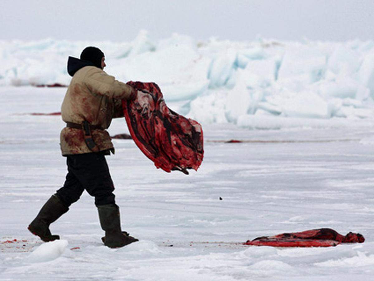 Seit gut einer Woche ist in Kanada wieder Robben-Jagdsaison: Mit Gewehren, Knüppeln und Bootshaken wird vor allem gegen junge Sattelrobben vorgegangen.