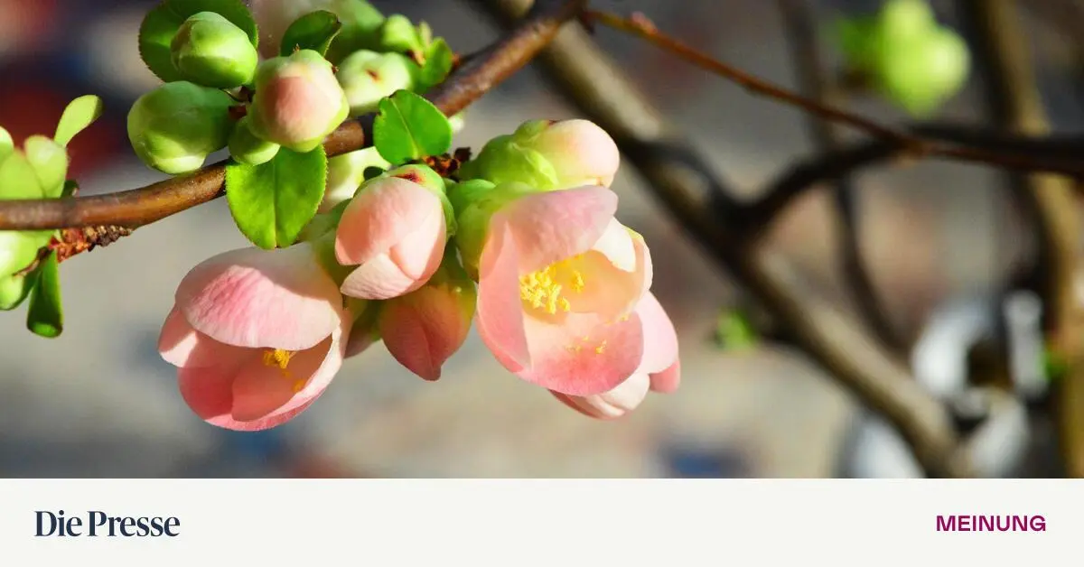 Auch-mit-den-Quitten-gibt-es-ein-Happy-End-premium-