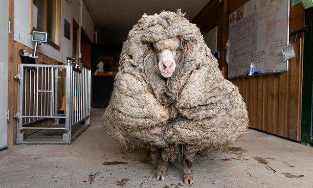 "Baraack" mit 35 Kilogramm Wolle am Körper.