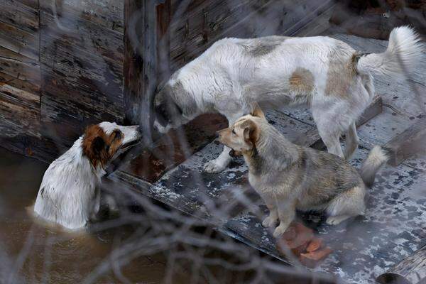 Hunde suchen Rettung auf einem Dach in Orenburg.