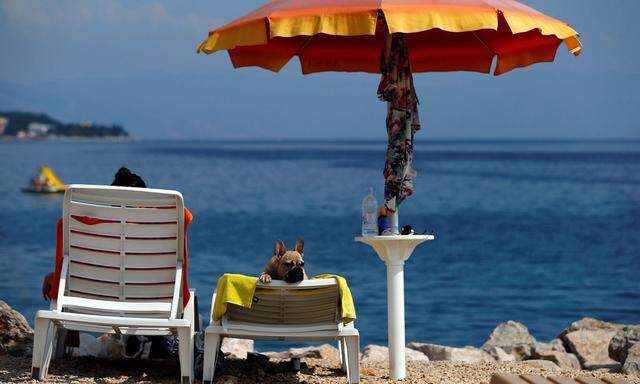 A dog is seen at dog beach and bar in Crikvenica