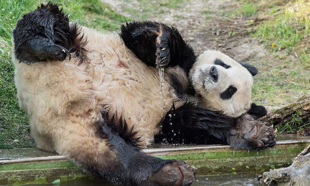 Bei den ersten Anzeichen ließ das Tiergartenteam die Bären regelmäßig die Anlagen wechseln, am 27. März wurden dann die Verbindungstüren zwischen den Anlagen geöffnet. Nach einem kurzen Gerangel gingen Yang Yang und Yuan Yuan auf Abstand. „Sie haben zwar großes Interesse aneinander gezeigt, aber leider ist es heuer noch zu keiner Paarung gekommen. Warum, das wissen nur die beiden“, sagte Zoologin Eveline Dungl. „Es war ihre erste Begegnung und es klappt eben nicht immer auf Anhieb.“ Am 2. April blieben die Verbindungstüren für beide wieder geschlossen.