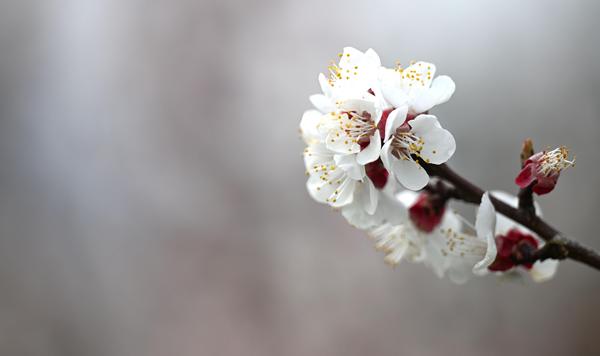Wachauer Marillen: „Blüte hat den Frost bis jetzt gut überstanden ...