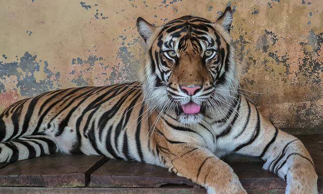Dieser Tiger war im vergangenen Jahr in Jakarta positiv getestet worden.