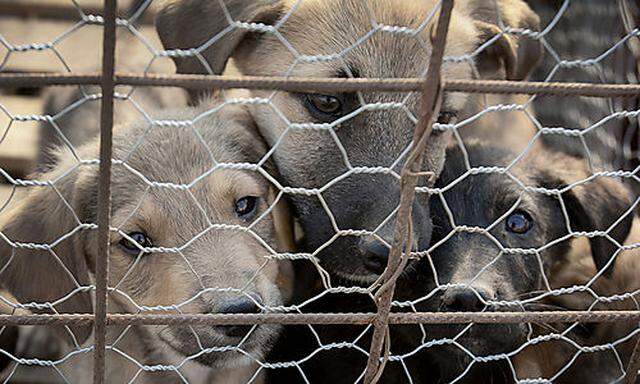 Archivbild: Welpen in einem rumänischen Heim für herrenslose Hunde.