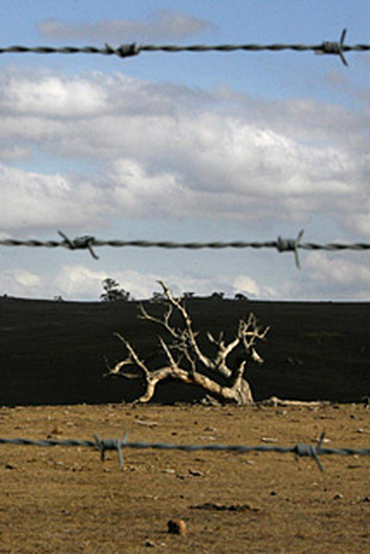 Der "Dingozaun" in Australien überbietet China um stolze 2000 km. Mit 5530 km ist der Zaun somit die längste Grenzbefestigung der Welt. Noch nie davon gehört? Der Zaun wurde Ende des 19. Jahrhunderts begonnen, um Dingos von Schafen fernzuhalten.