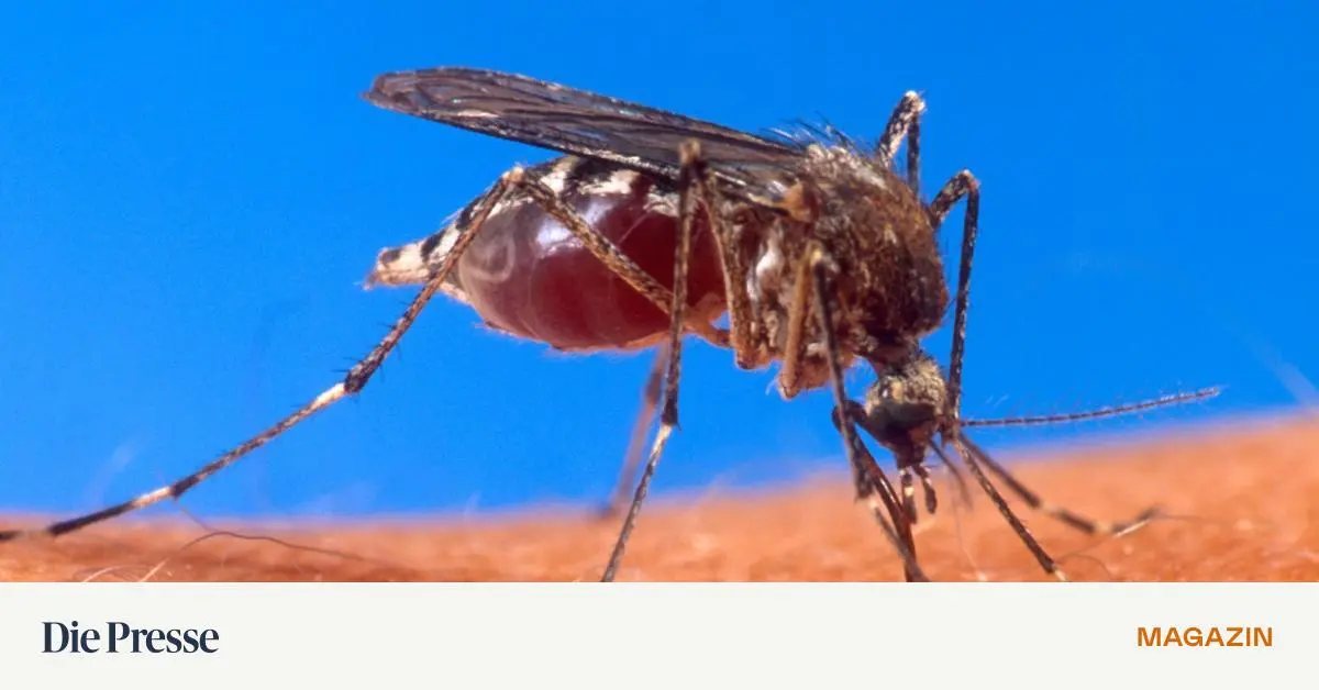 Ungeliebte-Blutsauger-Was-hilft-gegen-Gelsen-premium-