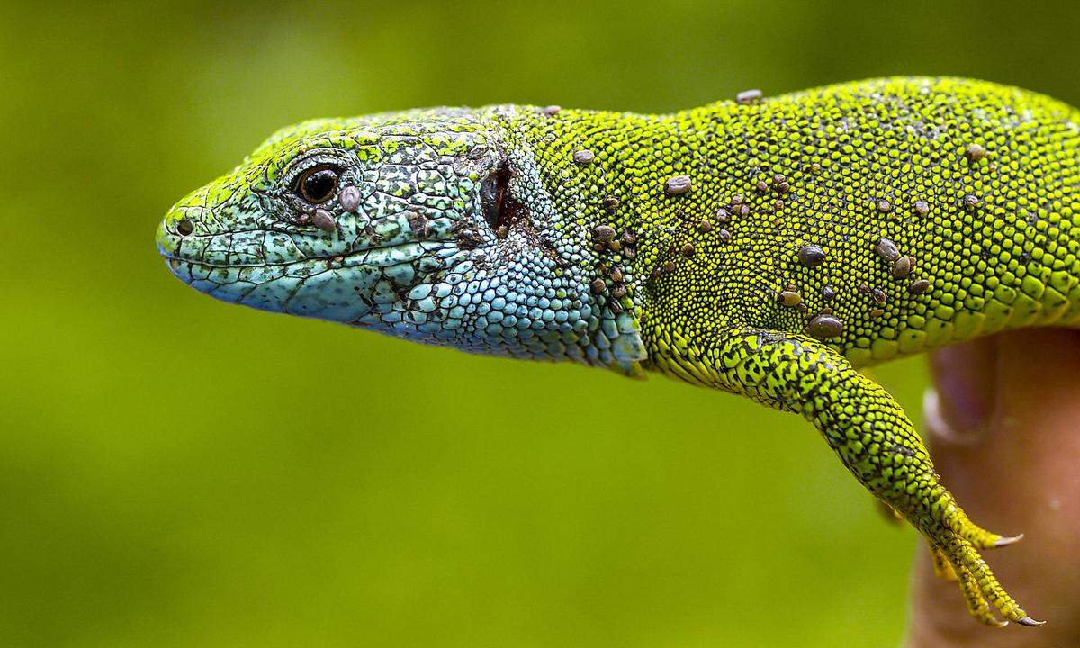 Reptilien profitieren von der Klimaerwärmung, wie zum Beispiel die Smaragdeidechse.