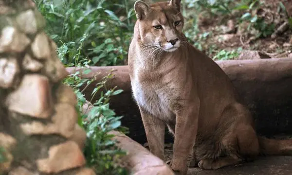 Großkatze in Deutschland gesichtet: Suche läuft – DiePresse.com