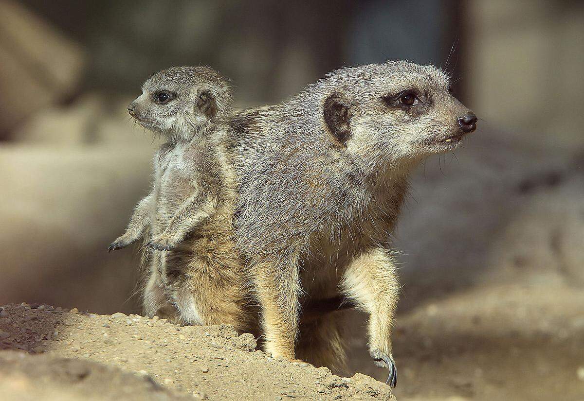 Sie sind mindestens so sehenswert wie ihre Verwandten, die Erdmännchen – und doch viel weniger bekannt: Die Zwergmangusten, die wie die Erdmännchen in Gruppen zusammenleben und seit dem Vorjahr mit dem Ostafrikahaus ein neues Gehege bekommen haben – und zwar gleichzeitig mit und direkt neben dem neuen Giraffenhaus, in dem die jungen Giraffenweibchen Sofie und Fleur die Aufmerksamkeit der Besucher auf sich ziehen. Viele gehen also am Ostafrikahaus vorbei und versäumen so die Chance, die Mangusten in ihrer künstlichen Termitenhügel-Landschaft zu beobachten. Im Ostafrikahaus leben die Mangusten mit den Decken-Tokos (einer Vogelart mit auffällig gebogenem Schnabel), mit denen sie in freier Natur gemeinsam auf Nahrungssuche gehen: Die Mangusten wirbeln bei der Suche nach Nahrung Insekten auf, die von den Tokos geschnappt und gefressen werden. Im Gegenzug beschützen die Tokos (in freier Wildbahn) die Mangusten vor Feinden aus der Luft.  