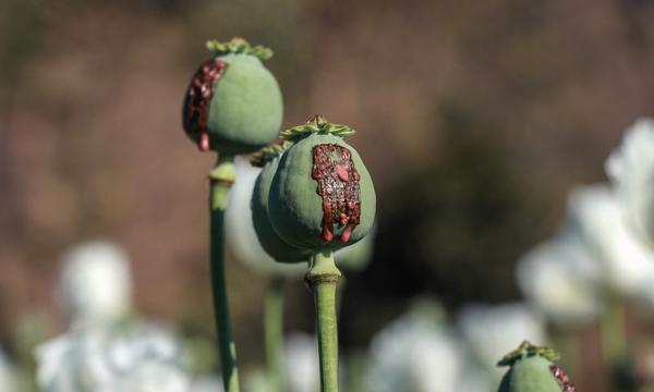 Der Opiumanbau ist in Afghanistan massiv zurückgegangen.