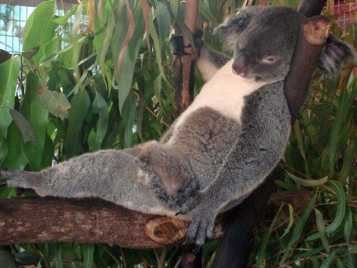 Im Tiergarten außerhalb von Cairns findet man die australischen Klassiker. Dieser Koalabär hat es sich gemütlich gemacht: die Haupteigenschaft dieser Spezies. Dem fehlt nur noch der Cocktail in der linken Hand.