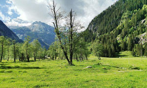 Henkel unterstützt gemeinsam mit Blühendes Österreich und dem Hochgebirgs-Naturpark Zillertaler Alpen die Revitalisierung des Auwalds auf der Schwemmalm.
