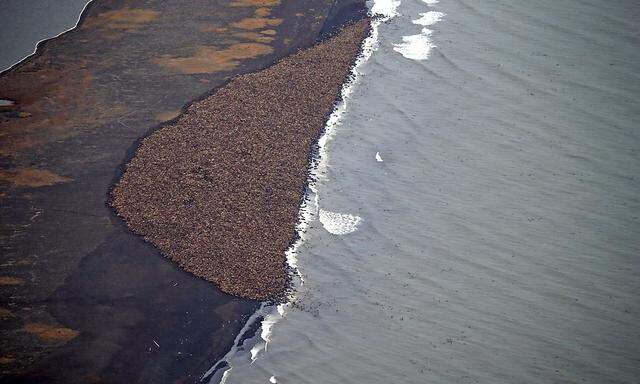 Die Walrosse sind auf der Suche nach Eis vor Alaska gestrandet.