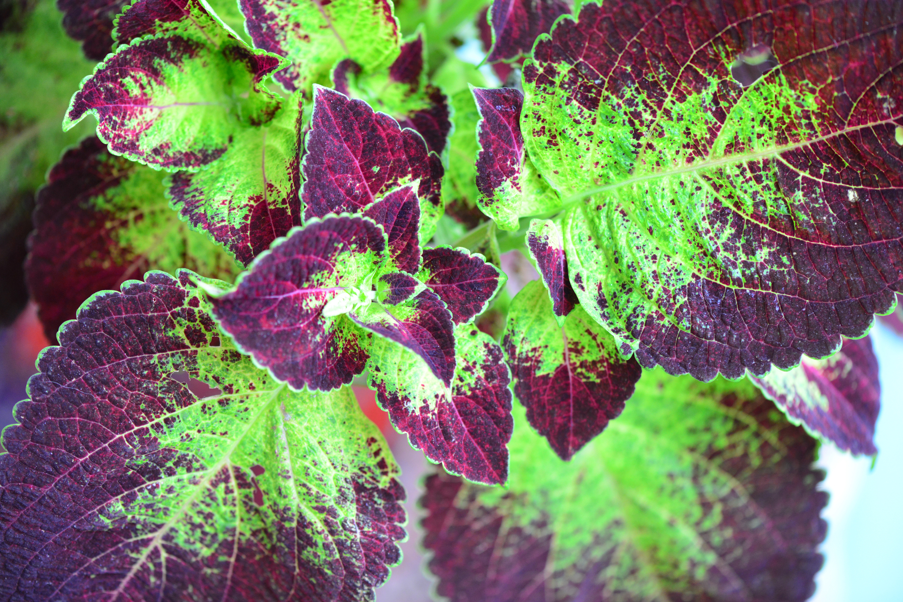 Propagating Coleus: A Trick to Create New Leaf Patterns