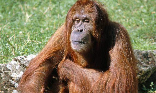Die Zerstörung ihrer Habitate und die Jagd haben zu einem dramatischen Rückgang der Population gesorgt. Aber Orang-Utans sind flexibel und nutzen auch, was aus ihren früheren Habitaten geworden ist. 