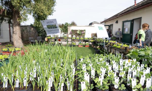 Die City Farm Augarten verkauft am Freitag und Samstag wieder Bio-Jungpflanzen. (Bild vom Frühlingsmarkt im März)