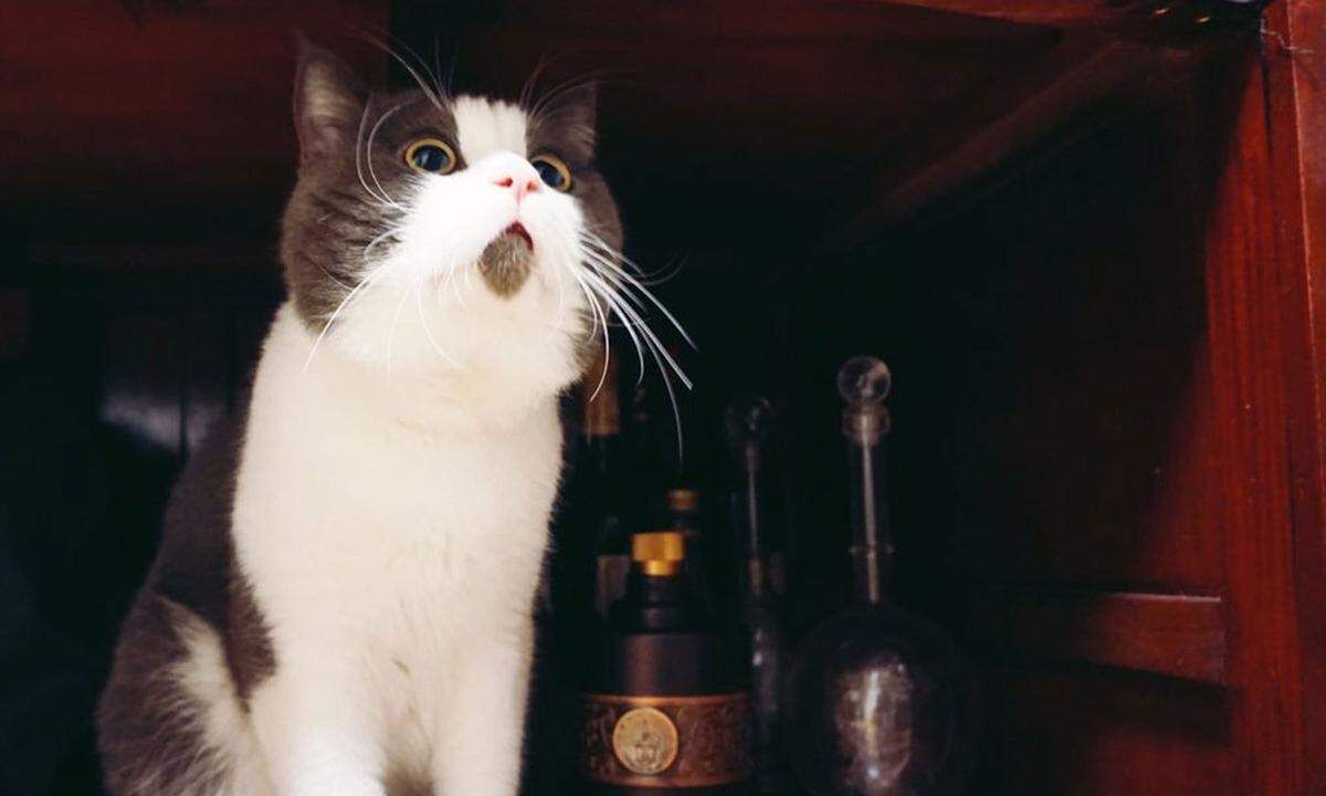 OMG Banye, die "Oh mein Gott"-Katze. Die Britisch-Kurzhaar-Chinesin ist 2014 in Grumpy Cats Fußstapfen gestiegen.
