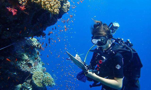 Feldforschung im Roten Meer. Ein Team der Uni-Wien untersucht das Korallenriff.