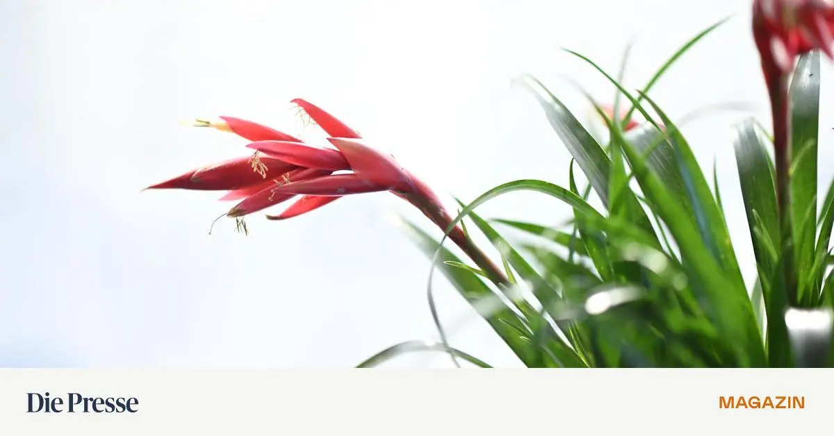 Bromelien-Kleine-Teiche-unter-dem-Himmel