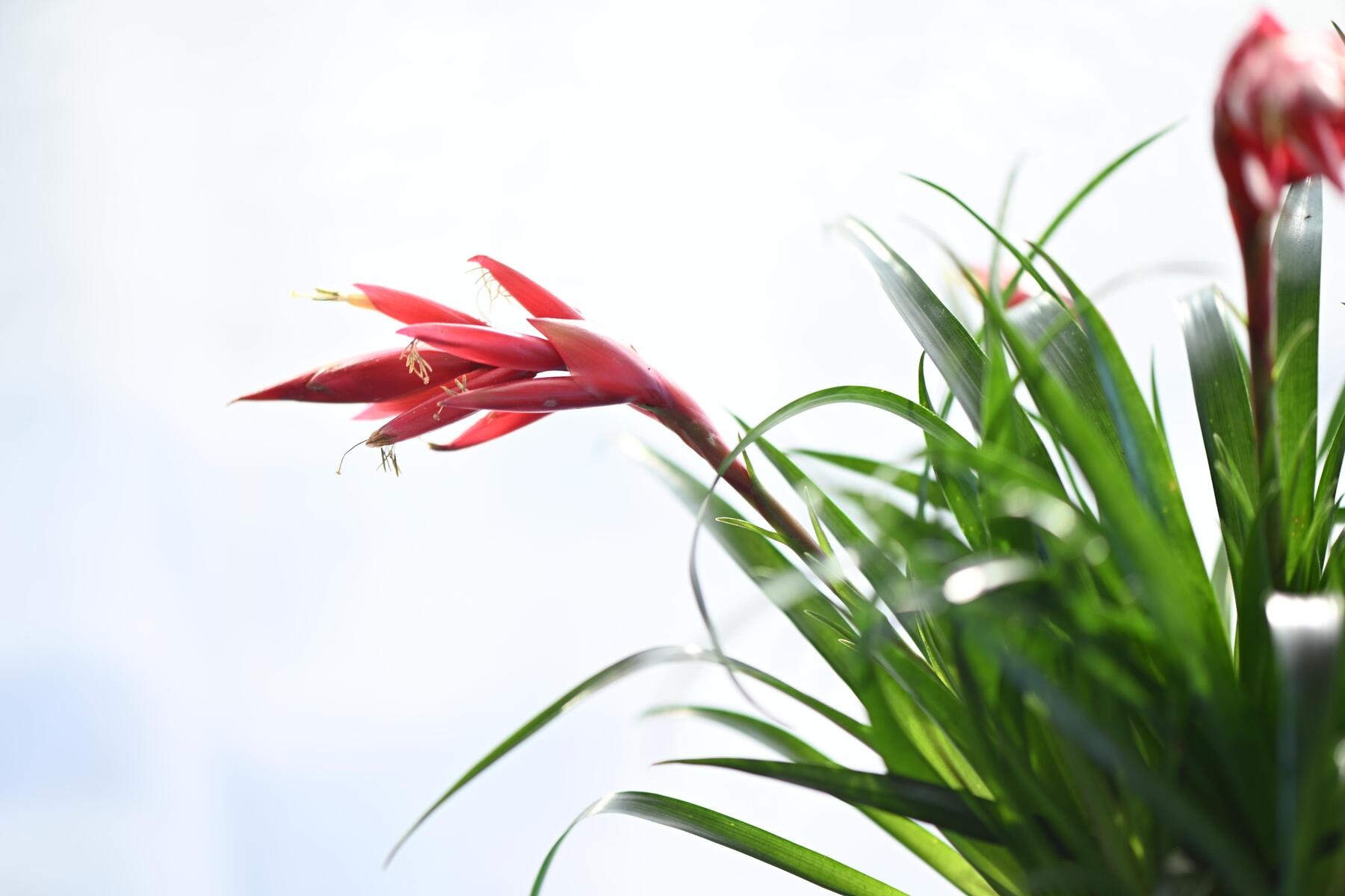 Bromelien: Kleine Teiche unter dem Himmel  DiePresse.com