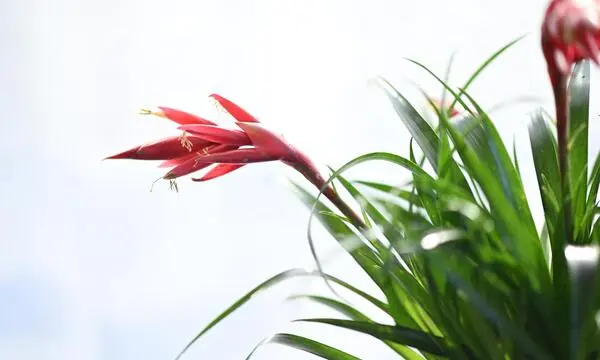 Bromelien: Kleine Teiche unter dem Himmel  DiePresse.com