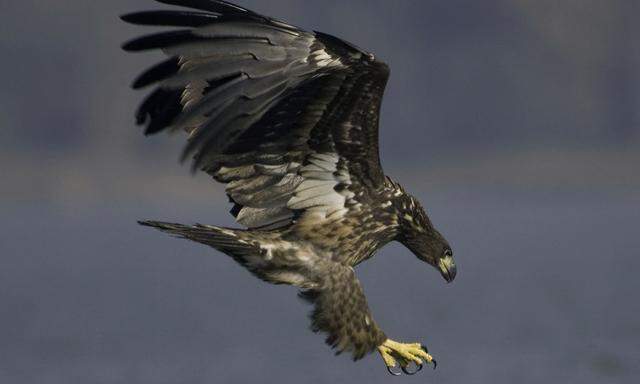 177 Seeadler überwintern in dieser Saison in Österreich