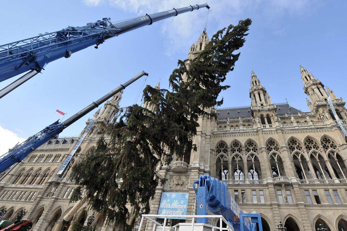 Das Aufstellen verlief trotz Windböen ohne Probleme: Zuerst wurden die Seile durchgeschnitten, mit denen der Baum am Transporter befestigt worden war, danach wurde er mittels zwei Kränen in die Senkrechte gebracht und der Stamm in der vorgesehenen Öffnung positioniert. Nach etwa einer Stunde stand die Fichte in der endgültigen Position.