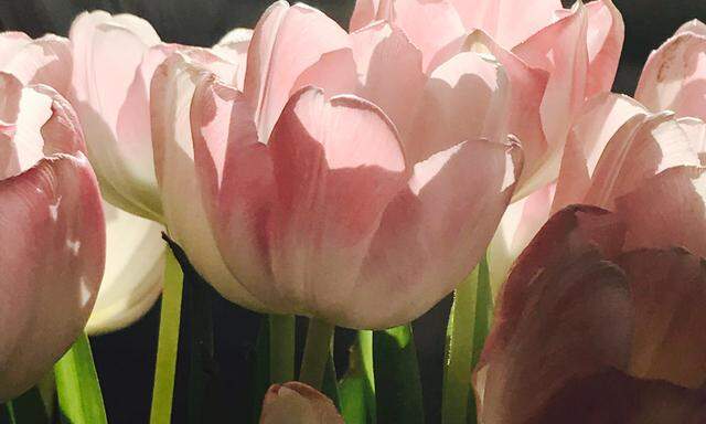 Tulpen sollten nur ein paar Zentimeter tief im Vasenwasser stehen.
