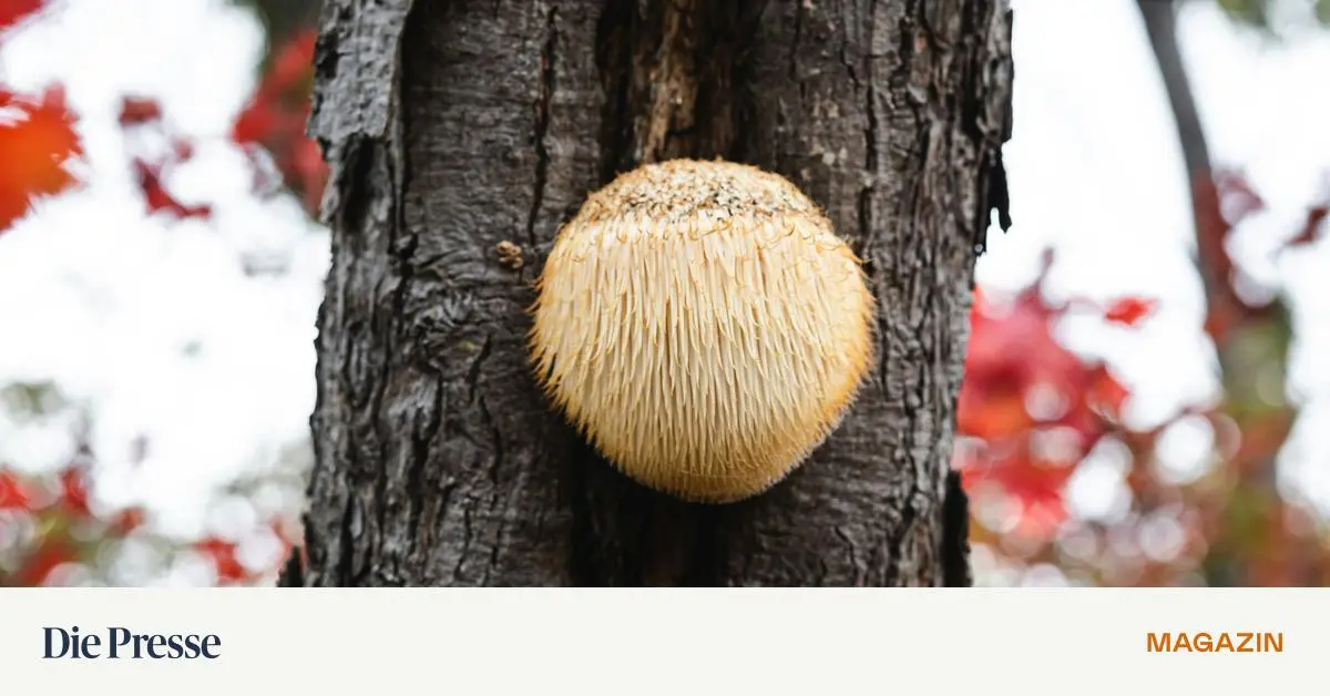 Psilocybin-zwischen-Hype-und-Hoffnung-Tendenz-zu-leichten-bis-mittelstarken-Effekten-premium-