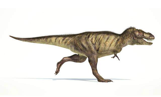 Ein Modell des Tyrannosaurus rex